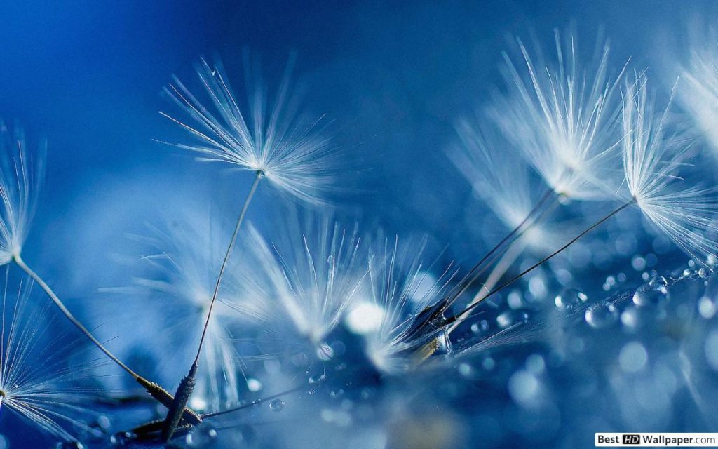 muveszi pitypang tapeta 1152x720 2