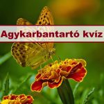 agykarbantartó kvíz