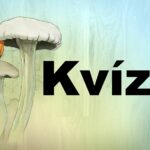 kvíz