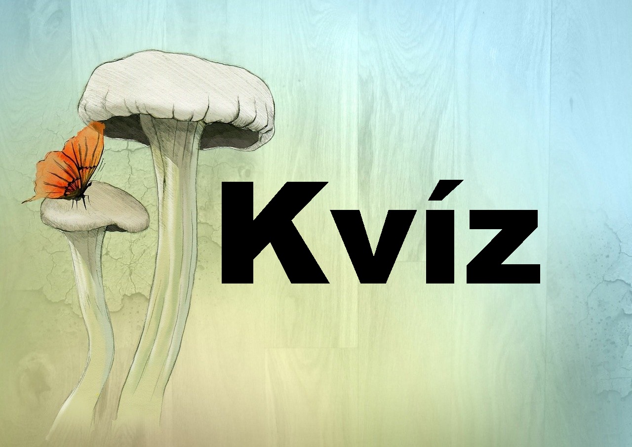 kvíz