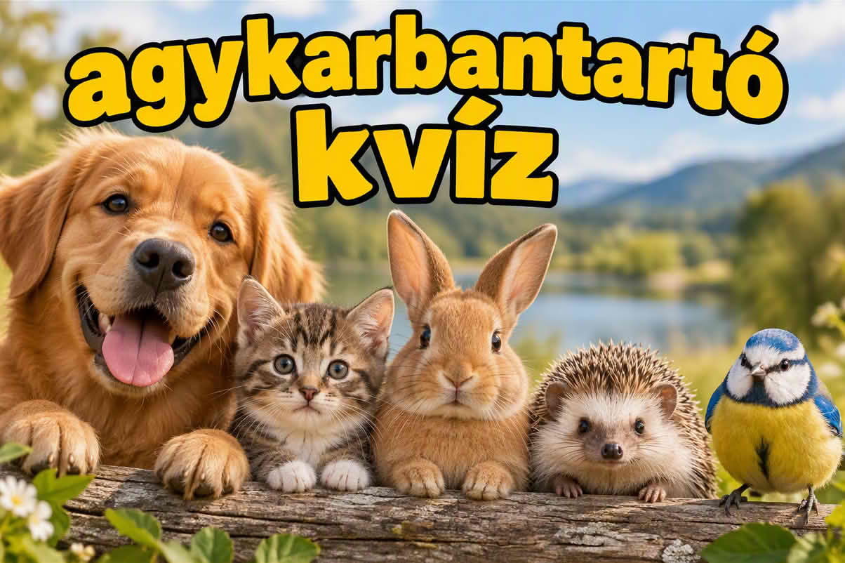 k agykarbantarto 1204 vk 08 Agykarbantartó kvíz